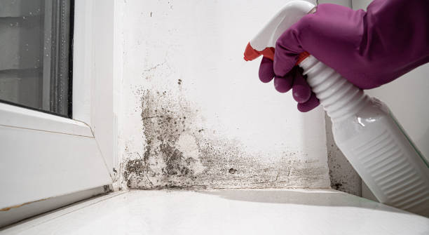 Best Water damage contractors near me  in USA